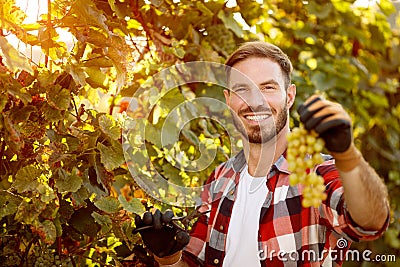 Portrait of smiling farmer harvesting the grapes Stock Photo