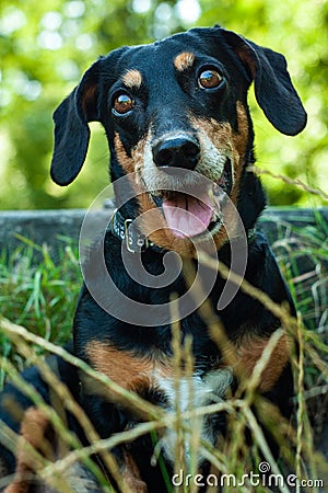 Portrait of a smiling happy dachshund in tall grass Stock Photo
