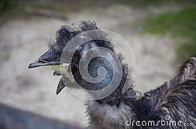 Portrait of a smiling ostrich eating a leaf in its mouth. Stock Photo