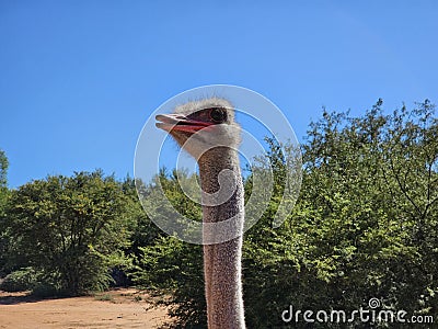 Portrait of a smiling ostrich on a farm Stock Photo