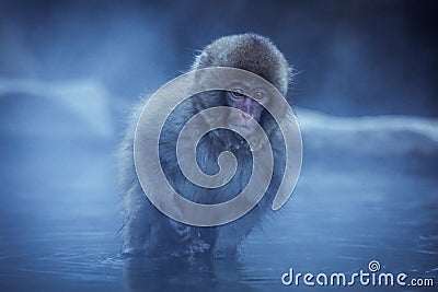 Portrait of Smow monkey in the Jigokudani Park, Japan Stock Photo