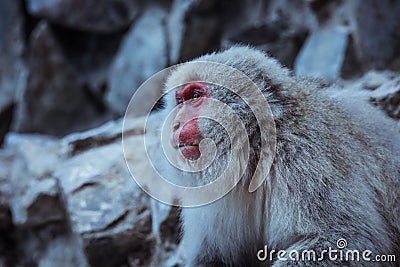 Portrait of Smow monkey in the Jigokudani Park, Japan Stock Photo