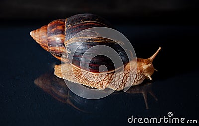 Portrait of a snail. Big African snail Achatina. Exotic pet not allergic Stock Photo