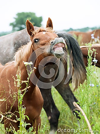 Portrait of sniffle arabian foal at the pasture Stock Photo