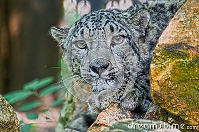 Portrait of a snow panther or snow leopard Stock Photo