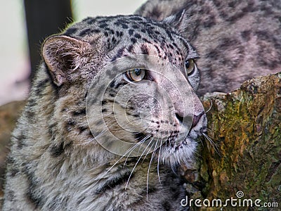 Portrait of a snow panther or snow leopard Stock Photo