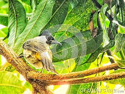 Portrait of the Sooty headed bulbul spearch on branch Stock Photo
