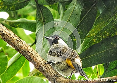 Portrait of the Sooty headed bulbul spearch on branch Stock Photo