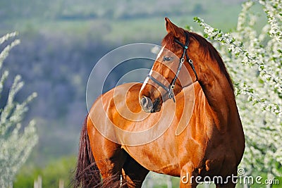 Portrait of sorrel horse in blossoming spring garden Stock Photo