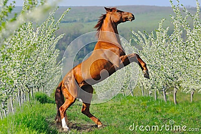 Portrait of sorrel horse rearing in blossoming spring garden Stock Photo