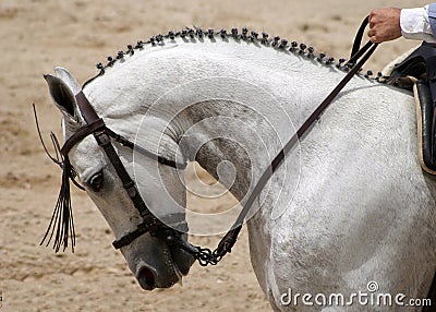 Portrait of a spanish horse in Doma Vaquera competition in Jerez Stock Photo