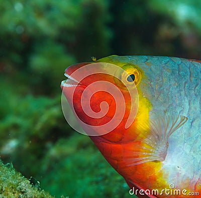Portrait of a Sparisoma cretense on the background of seaweed Stock Photo