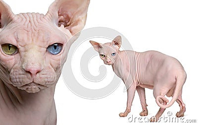 Portrait of Sphynx, 1 year old Stock Photo