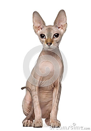 Portrait of Sphynx cat, 6 months old Stock Photo