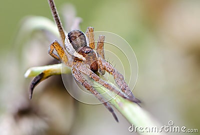 Portrait of spider-hunter Stock Photo