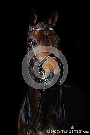 Portrait of the sport horse Stock Photo