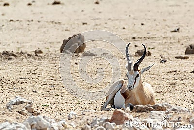 Portrait of Springbok Antidorcas marsupialis Stock Photo