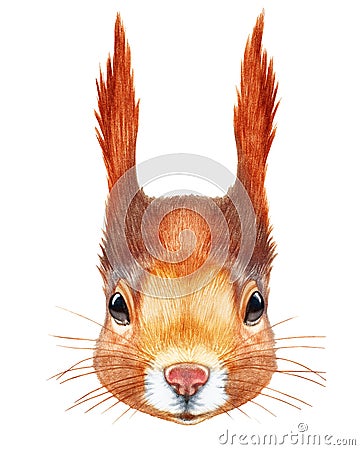 Portrait of Squirrel. Cartoon Illustration