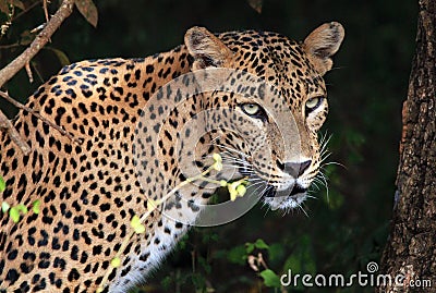 Portrait of an Sri Lankan Leopard Stock Photo