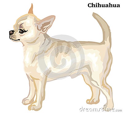 Colored decorative standing portrait of dog short haired Chihuahua vector illustration Vector Illustration