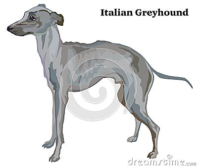 Colored decorative standing portrait of Italian Greyhound vector Vector Illustration