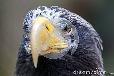 Portrait of a steller`s sea eagle Stock Photo