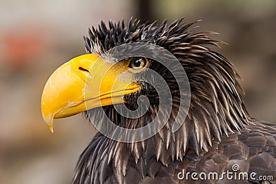 Portrait of a Steller`s sea eagle Stock Photo
