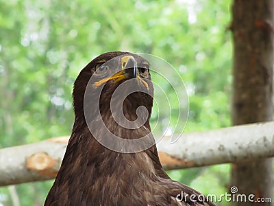 Portrait of steppe eagle over a nature blurred background Stock Photo