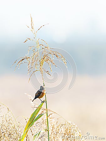 Portrait of a Stonechat (Saxicola torquata) on some long grass, taken in the UK Stock Photo