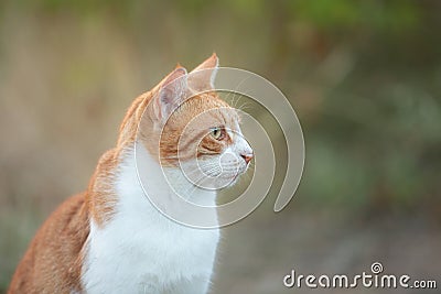 Portrait of a stray red cat. Ginger Stray cat sitting outdoors in Greece Stock Photo