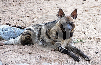 Portrait of striped hyena Hyaena hyaena Stock Photo
