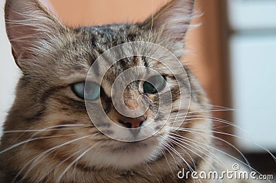 Portrait of a striped pedigreed beautiful young cat closeup. Stock Photo