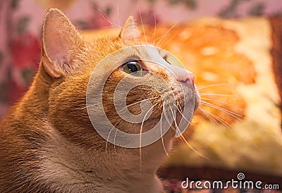 Portrait of a stripped-down Riga cat Stock Photo
