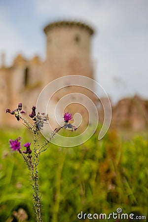 Purple Flower with the Ruins of the Caerlaverock Castle as Background Stock Photo
