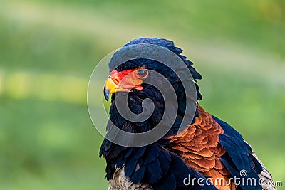 Portrait of a sub-saharan eagle Stock Photo