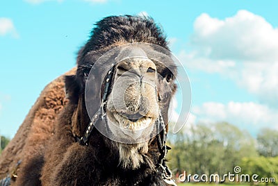 Portrait of a sullen camel on the river bank.Space for text. Stock Photo