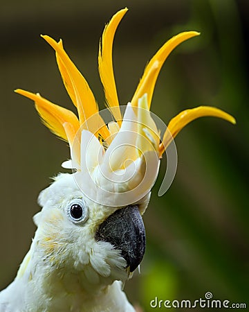 Portrait of Sulphur Crested Cockatoo Stock Photo