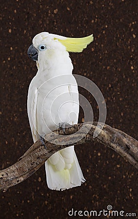 Portrait of Sulphur-crested Cockatoo Stock Photo