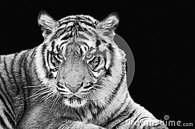Portrait of Sumatran tiger in black and white Stock Photo