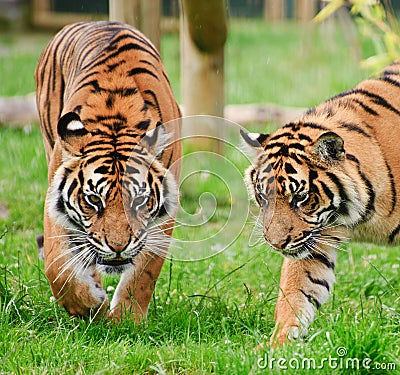 Portrait of Sumatran Tiger Panthera Tigris Stock Photo