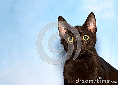 Portrait of a surprised black cat Stock Photo