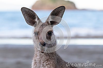 Portrait of a surprised kangaroo, open mouth, moving ears, at the beach in front of the ocean. Portrait picture expressing emotion Stock Photo