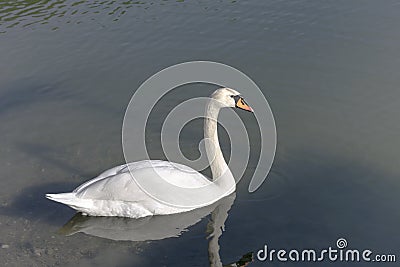 Portrait of a swan Stock Photo