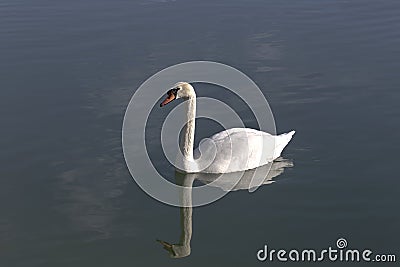 Portrait of a swan Stock Photo