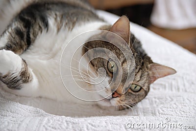 Portrait of tabby cat with green eyes Stock Photo