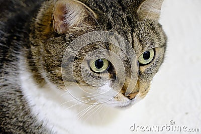 Portrait of tabby cat with green eyes Stock Photo