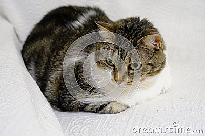 Portrait of tabby cat with green eyes Stock Photo