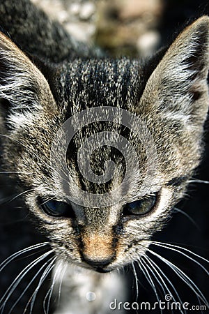 Portrait of tabby kitten Stock Photo