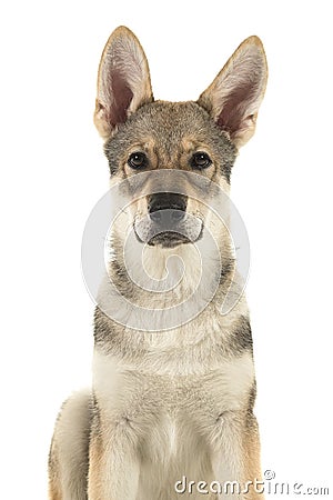 Portrait of a tamaskan hybrid puppy looking at the camera on a w Stock Photo
