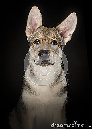 Portrait of a tamaskan hybrid pyppy dog looking at the camera o Stock Photo